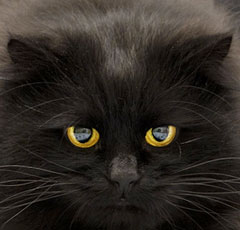 черная кошка