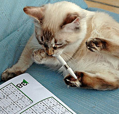 интеллект кошек