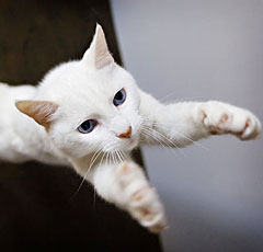независимость кошек