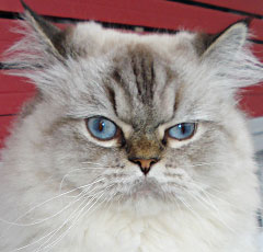 размеры кошек