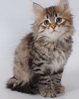 сибирская кошка