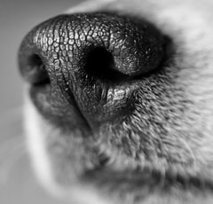 аллергия у собак